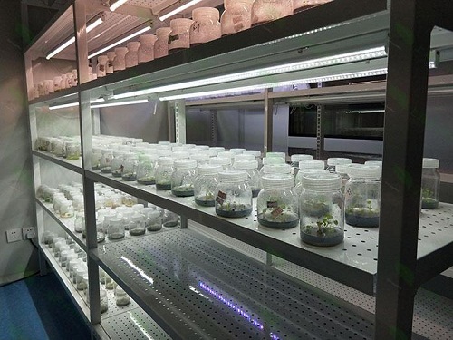 齐齐哈尔植物组织培养实验室设计建设方案